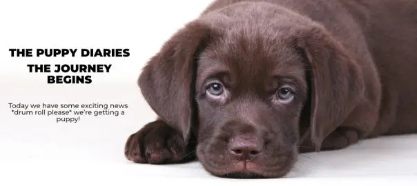 The Puppy Diaries – The Journey Begins