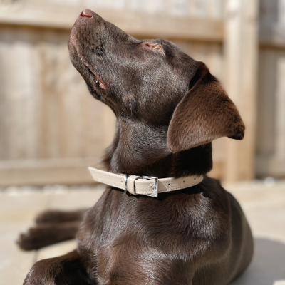Ancol Soft Truffle Leather Dog Collar