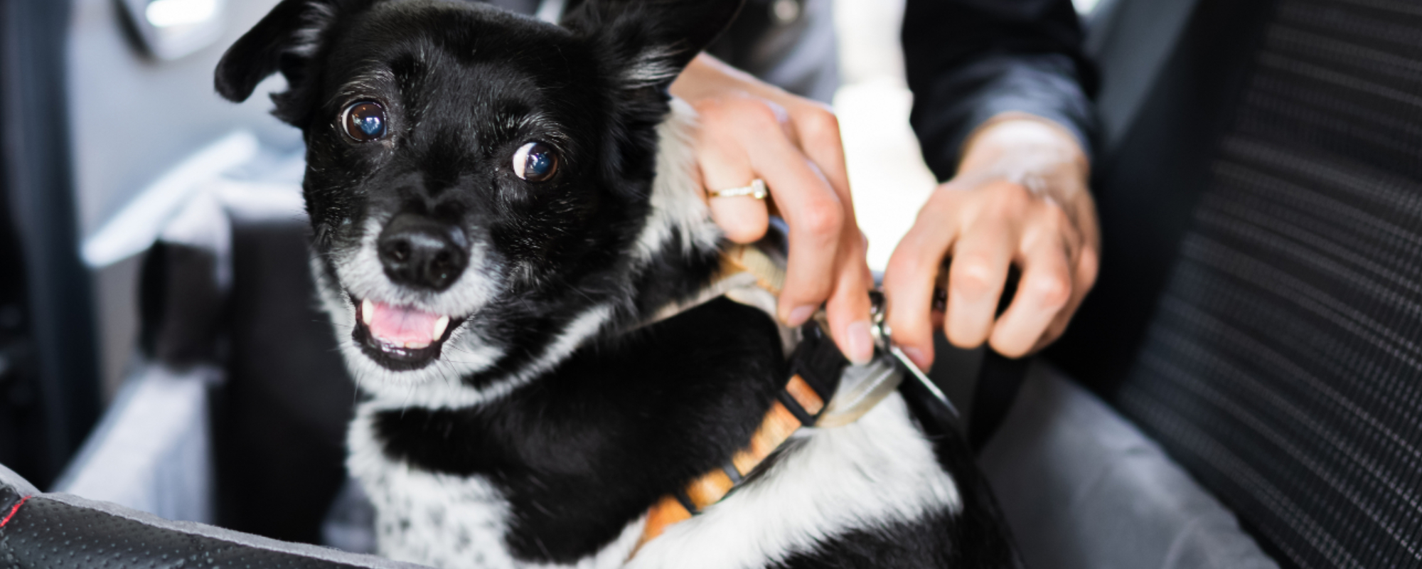 Do I need to buy a car harness, travel crate or dog guard?